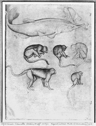 Seis monos y un esturión, del Álbum Vallardi de Antonio Pisanello